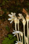 Oneflowered broomrape